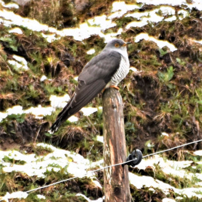 Hanspeter Latour, im April: Lesen, Wandern, Kuckuck hören – Biodiversität to go - NIESENwelle