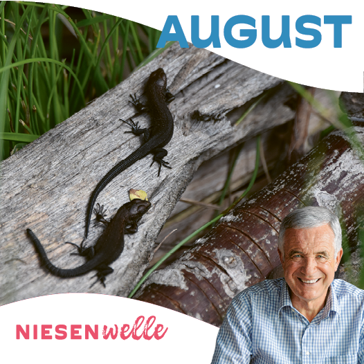 Hanspeter Latour im August: Sommergäste im Garten