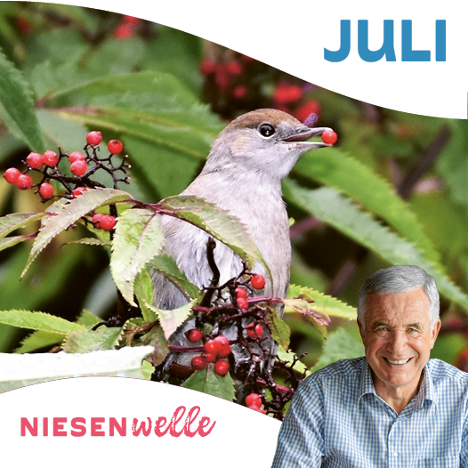 Hanspeter Latour, im Juli: Konfitüre aus Heidelbeeren? Nein, die Vögel zuerst!