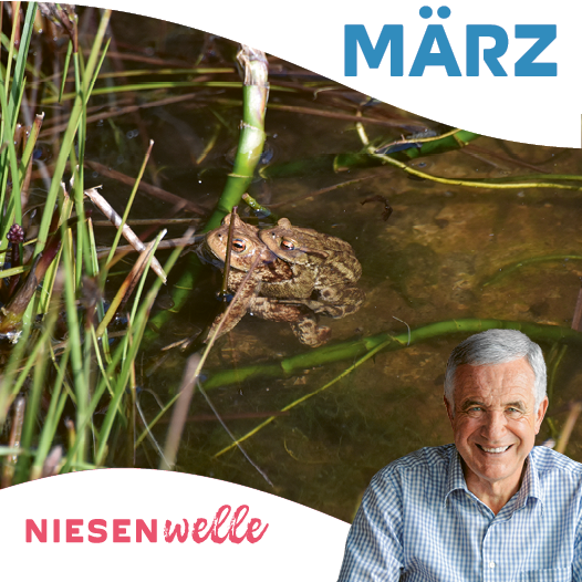 Hanspeter Latour, im März: Frühling in Sicht - Vogelsounds und Pflänzchenpower