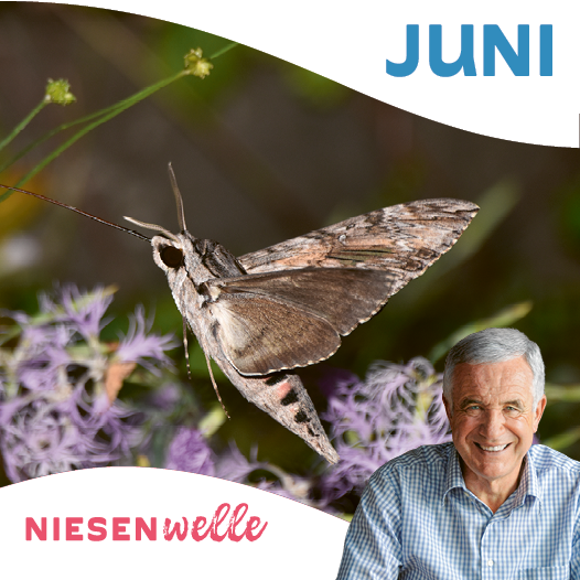 Hanspeter Latour, im Juni - Hitze, Honig und heimliche Helden