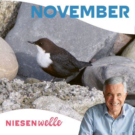 Hanspeter Latour, im November - wenn der Garten erzählen darf