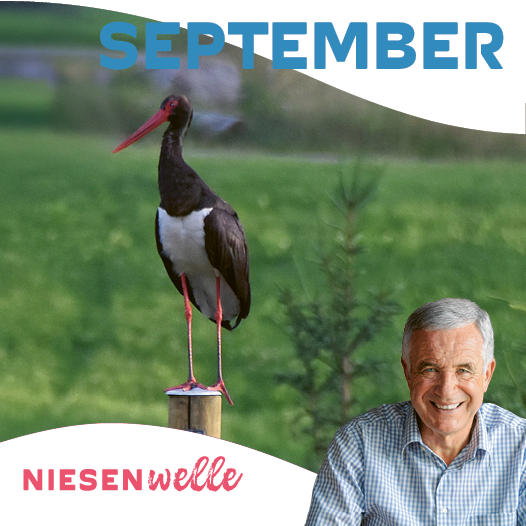 Hanspeter Latour im September - Wespennest und Schwarzstorchträume